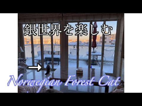 雪だ!圧巻!銀世界に立ち向かうノルウェージャンフォレストキャット