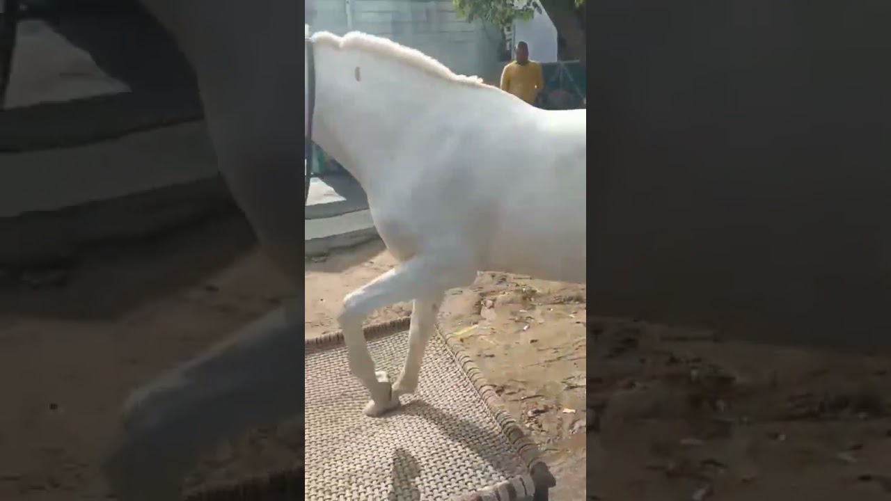 pick up load 🥰#shorts #horse #horser #horselover #horseriding #trending