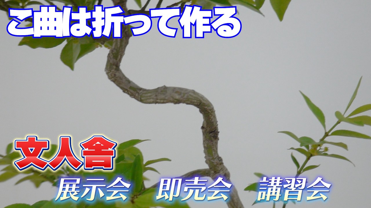 To bend the trunk sharply, break the branches. (Bunjinsha