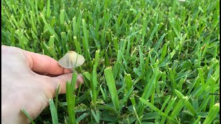 Conocybe Apala White Dunce Cap