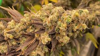 Harvest! D70F Holy Grail Kush by DNA Genetics - Garage Grow