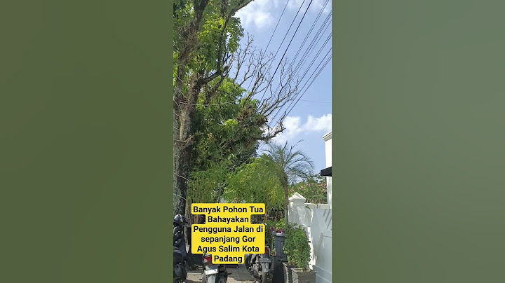 Banyak Pohon Tua Bahayakan Pengguna Jalan di sepanjang Gor Agus Salim Kota Padang