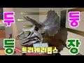[Dinosaur Museum] Triceratops