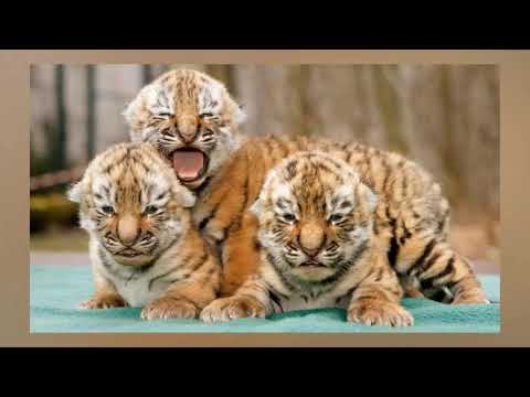 Video Tử vi tuổi Mậu Dần 1998 năm 2021: Đầy triển vọng cho... - youtube