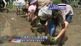 六本木ヒルズの屋上庭園で田植え　家族連れで賑わう（10/05/15）