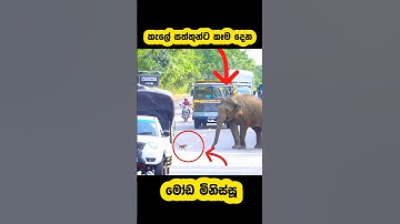 Do not feed wild animals they will attack🫣🐘#shortvideo #shorts #elephant #attack #viral #youtube