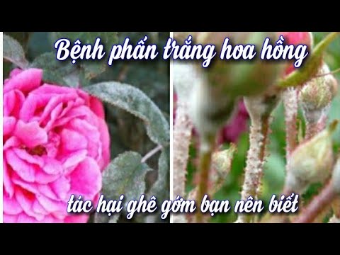 Video: Bệnh Phấn Trắng Hoa Hồng