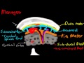 Meninges