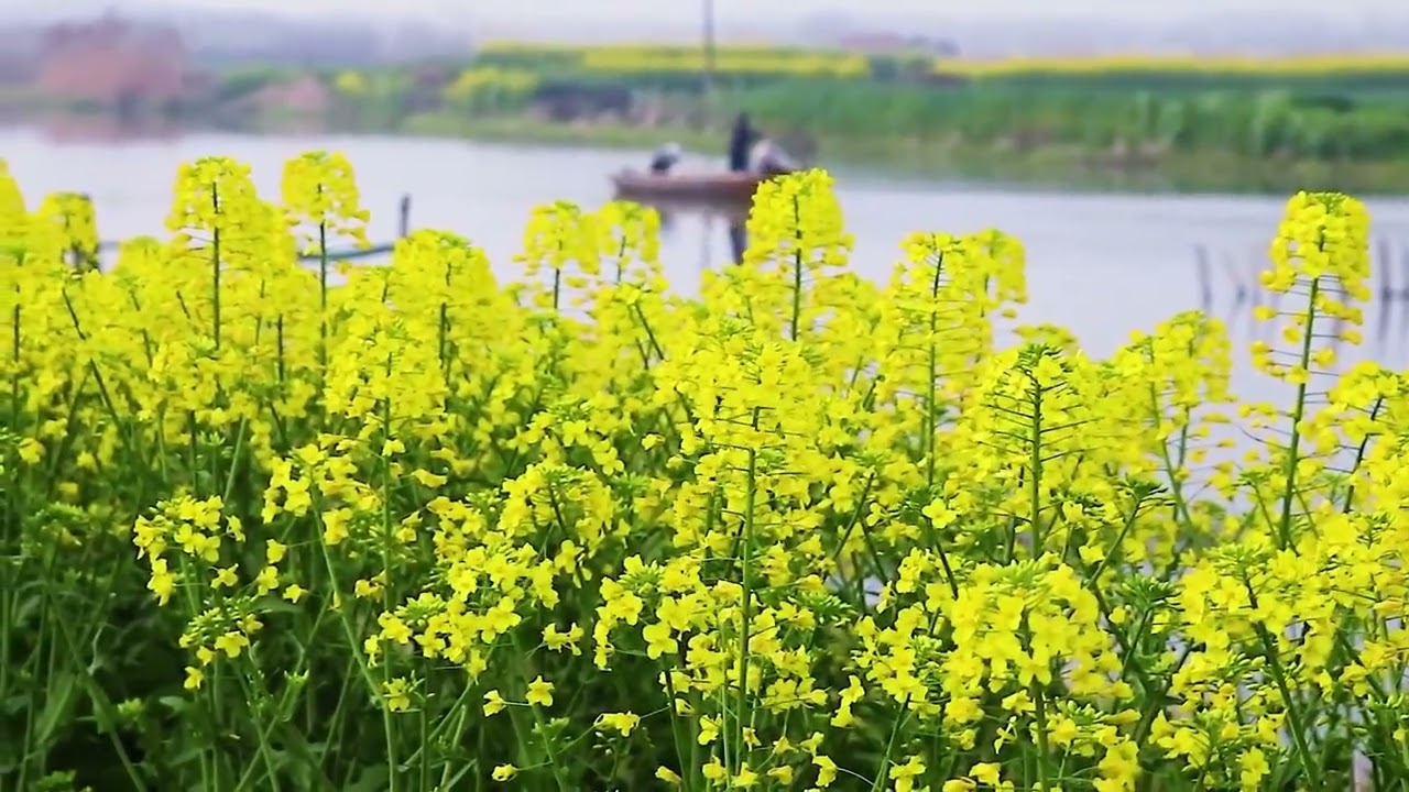 Chị Hằng dùng pháp lý kiện những thành phần xấu trên mạng xã hội. #nguyễnphươnghằng 