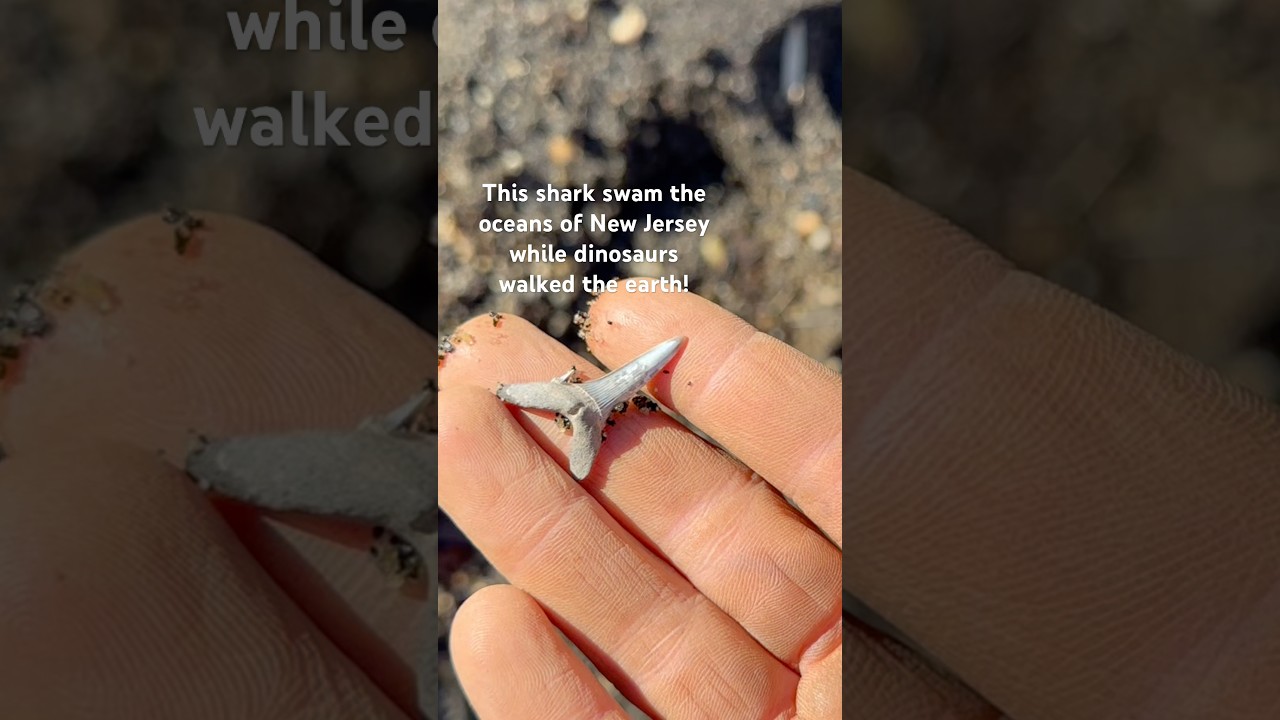 Finding a HUGE Goblin Shark Tooth! 