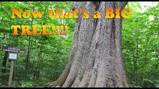Hiking Cache River: Heron Pond & the Champion Cherrybark Oak Tree