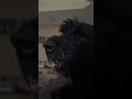 My giantschnauzer, the velcro dog