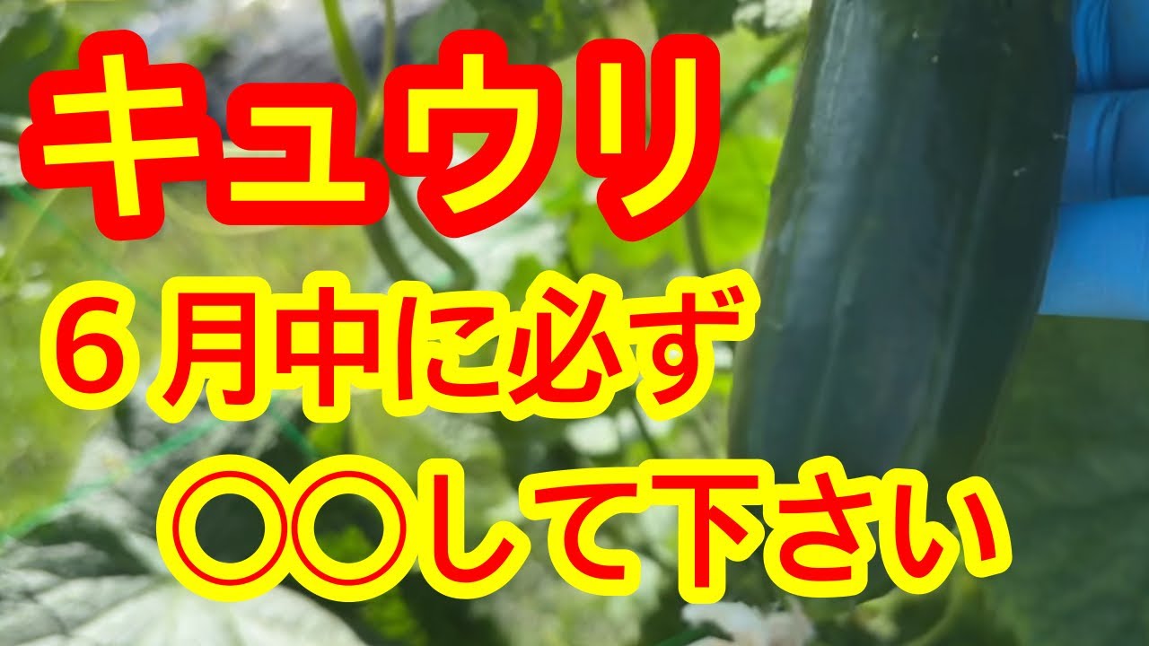 Cucumbers] We will explain the 