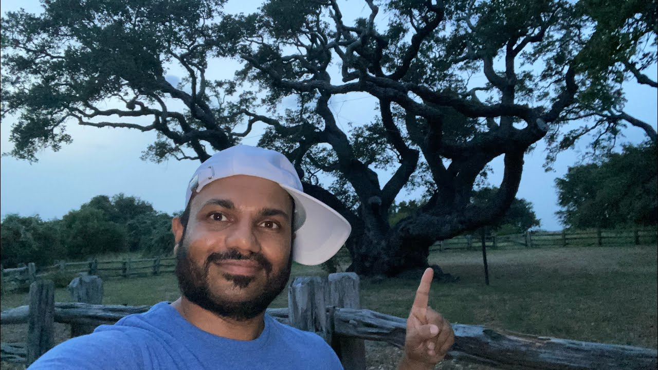 Thousand years old The Big Tree on goose island state park Texas USA