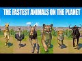 Fastest animals on the planet speed races in planet zoo included cheetah moose ostrich