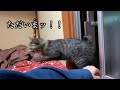 帰宅から流れるようにくつろぐ居候の猫(a domestic cat that relaxes as if it were at home)