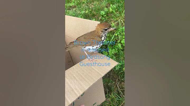 Brown Thrasher Released at Birdsong Guesthouse, NC