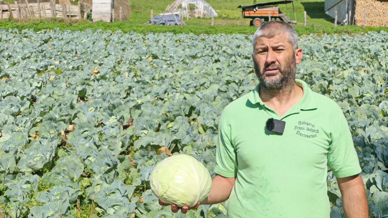 Prvi put posadio kupus, urod nevjerovatan, glavice po 5 kg