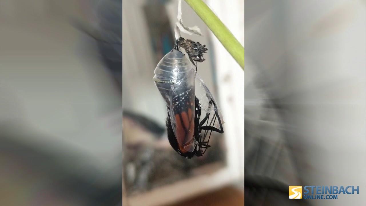 Butterfly Coming Out Of Chrysalis YouTube