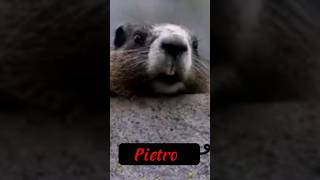 Pietro Por Onde Andas?