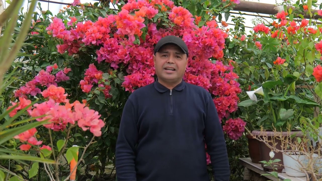 Бугенвиллиядан қаламча олиш усуллари