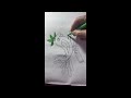 Color a Sparrow.