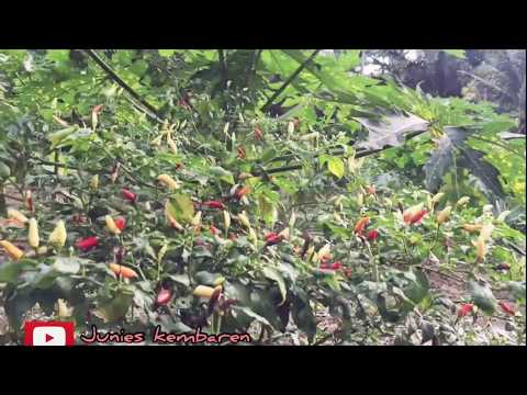 KENA ERGANA | KARAOKE LAGU KARO.