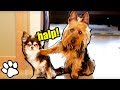 35 Tiny Dogs | Funny Pet Videos | That Pet Life