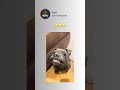 #explorar #pets #comedia #engraçado #humor #memes #viral #cães #dogs #shorts #fyp