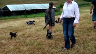 130724 1 welpenausflug