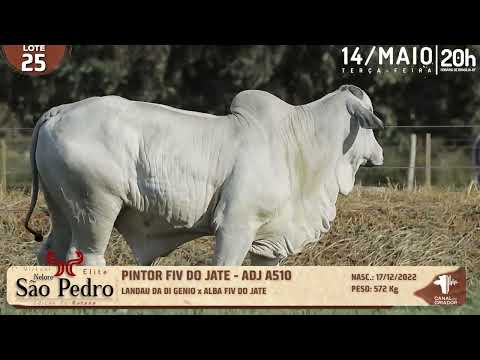 LOTE 25   ADJ A510