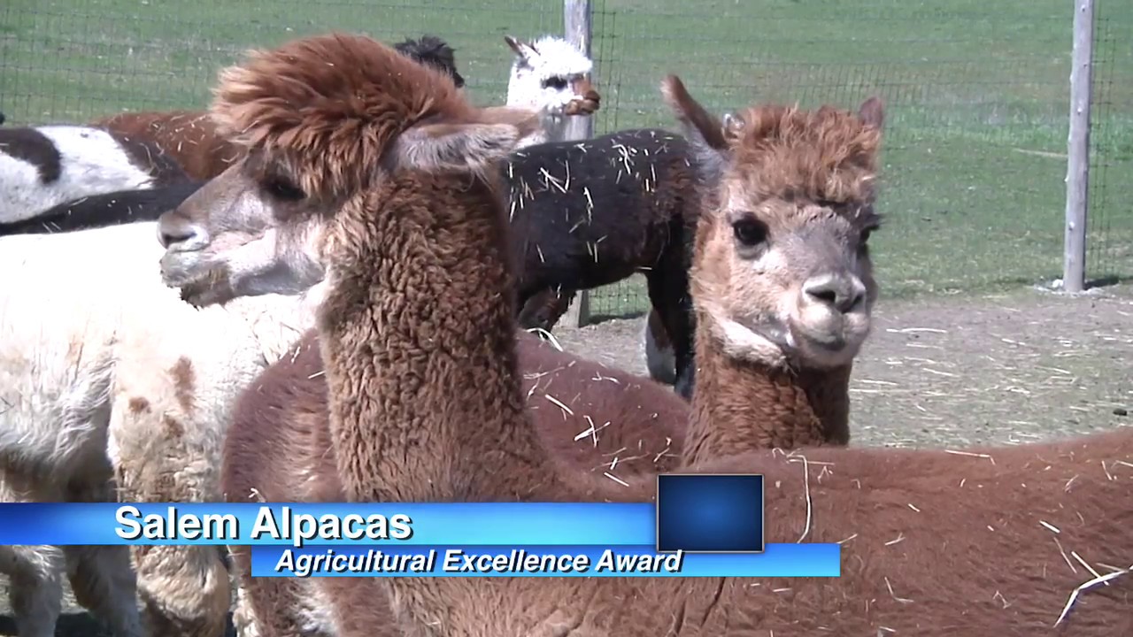 Salem Alpacas Agricultural Excellence YouTube