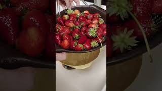 Qış Üçün Buzluqda Çiyələyin Dondurulub Saxlanması Abunə Olmağı Unutmayın Şfetbeniöneçıkar