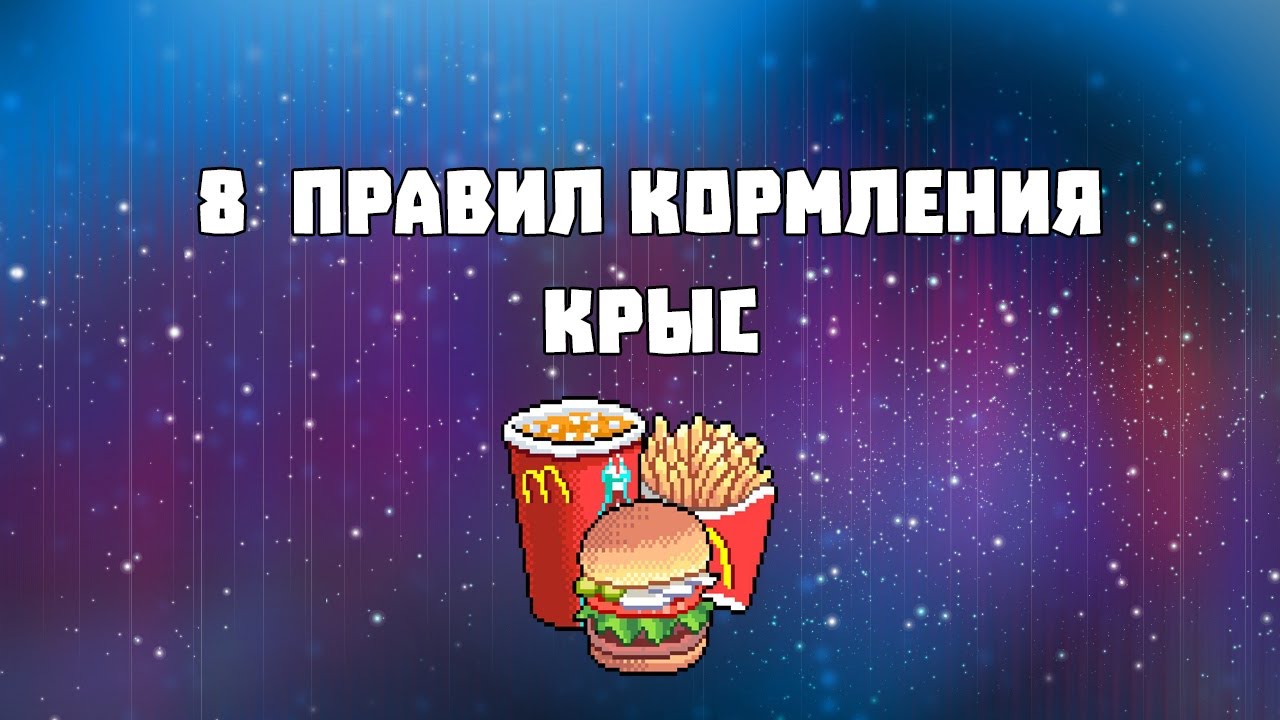 8 ПРАВИЛ КОРМЛЕНИЯ КРЫС - YouTube