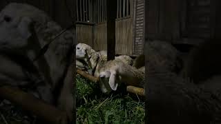 ASMR Goat Eating Fresh Leafy Greens (No Music, High Quality Audio) #GoatASMR #iPhone17ProMax #NYC
