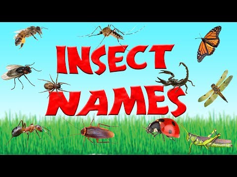 Insect Animals