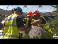 Behind-the-scenes look at the installation of the English Oak - London