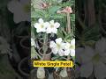 White Single Petal #adeniumflowers #adenium #adeniumcare #desertrose #singlepetal
