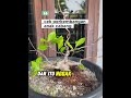 cek perkembangan akar cabang #bonsai #bonsaiiprik #belajarbonsai #tanamahias #semuaorang