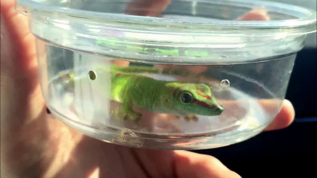 Hamburg reptile show pickups+ baby turtles YouTube