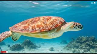 Es Vedra Magic | Organic House & Downtempo Ibiza 2026