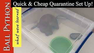 WHAT WEVE LEARNED:  Quick and Easy Ball Python Quarantine Set Up! Net Worth