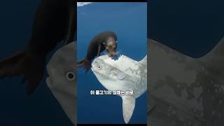 바닷속 최약체 생존전략