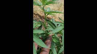 Topping Update - Sour Diesel