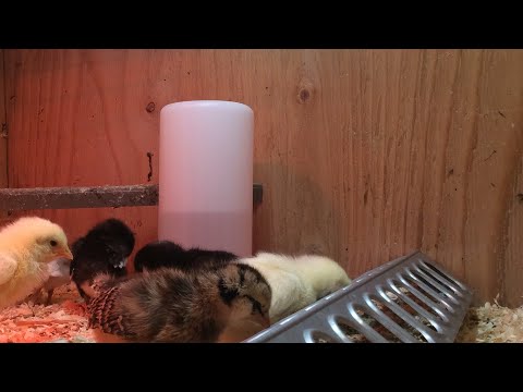 Live Baby Chick Cam