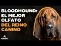 🐶9 COSAS que debes SABER sobre el perro de SAN HUBERTO (BLOODHOUND)