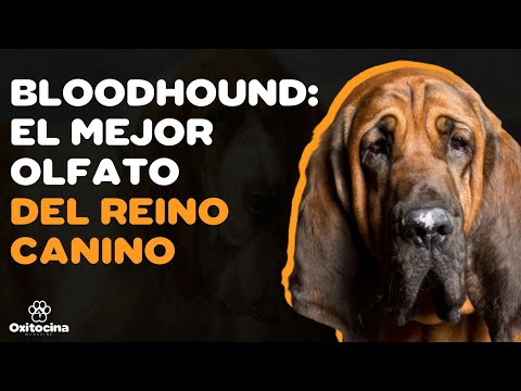 Video: Raza De Perro Bloodhound Hipoalergénico, Salud Y Vida útil