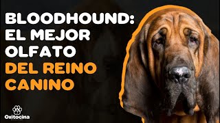 9 COSAS que debes SABER sobre el perro de SAN HUBERTO (BLOODHOUND)