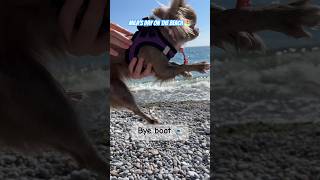 Doggy day on the beach in 15 sec ☺ #chihuahua #shorts #dog