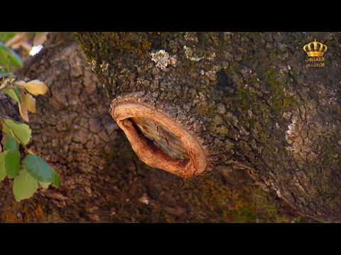 لواء ماحص و الفحيص تقريرعن شجرة الملول و شجرة السنديان اسامة الحياري مدير زراعة ماحص والفحيص